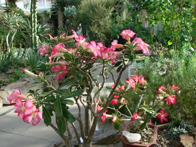 diplandeja